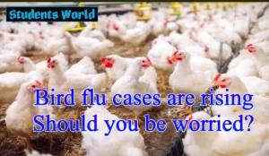 Bird flu symptoms
Symptoms of bird flu in humans
Bird flu India
How to cure bird flu in chickens
Bird flu vaccine
Bird flu Prevention
Bird flu wiki
Bird flu outbreak 2005